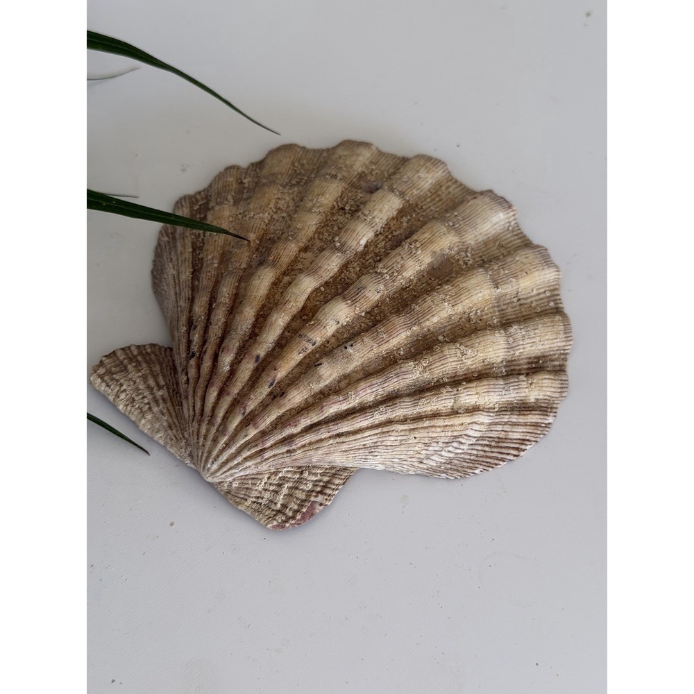 Large 5" Natural Scallop Shell Purple Sea Shell Coastal Beach Craft Dish